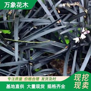 四季常绿 黑 麦冬草地被植物 公园绿化花境配置黑色沿阶草