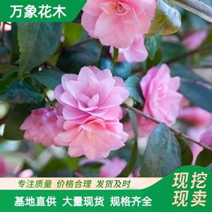 万象花木意大利山茶花 四季常绿盆栽 园林绿化景观工程苗