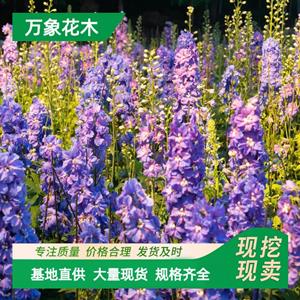 万象花木大花飞燕草 翠雀小苗 道路绿化花坛花镜用苗