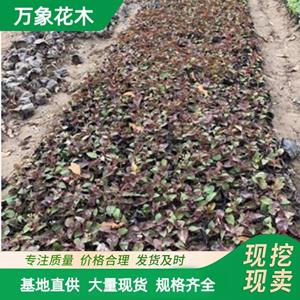 苗圃出售 赤胫散小苗 园林绿化工程用散血草 庭院造景苗 厂家批发直销