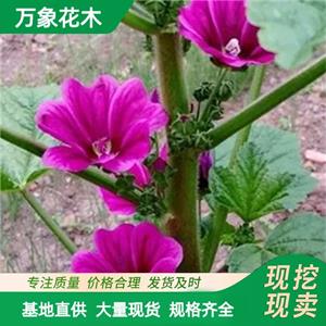 万象花木锦葵苗庭院阳台花卉耐干耐寒适应性强 厂家批发直销