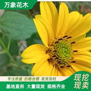 万象花木出售大花金鸡菊 枝叶美丽繁殖容易 园林花卉阳台盆栽 厂家批发直销