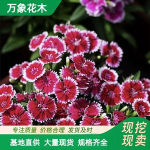 万象花木杂交石竹喜阳耐寒多年生草本植物庭院绿化用