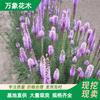 万象花木蛇鞭菊 苗多年生草本耐寒耐热 花坛花境绿化材料