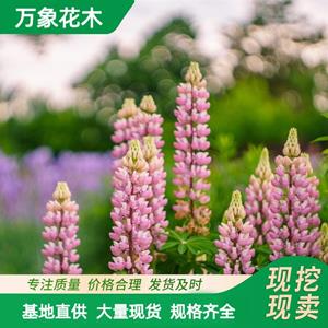 万象花木羽扇豆 又称鲁冰花 一年生草本 花色鲜艳