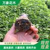 婆婆纳苗草花 景区园林造景搞绿化工程苗 多年生蓝花