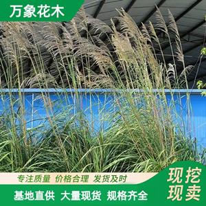 基地出售 紫田根 园林庭院造景植物 道路绿化色块苗木 厂家批发直销