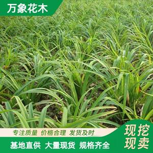 萱草花苗盆栽植物大花 多年生宿根花卉绿植多色四季种植