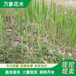 基地直发水生植物芦苇 根苗 公园水池 水体绿化 花镜切花材料 厂家批发直销