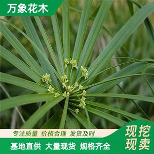 万象花木供應旱伞草 水棕竹基地 水竹 湖面绿化工程苗木 厂家批发直销