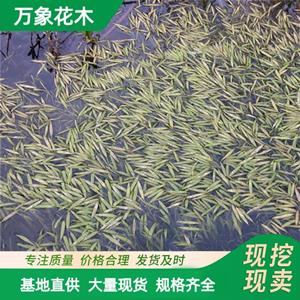 万象花木 竹叶眼子菜 多年生浮叶或沉水草本植物 根茎发达