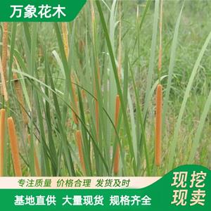 基地出售水烛 蒲草 耐寒适应性强 湿地河塘净化污水 厂家批发直销