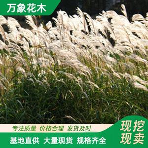 田心五节芒 苗圃 水生地被植物 池塘绿化造景 浮岛种植植物