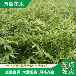 毛竹 工程绿化苗楠竹 品种青竹苗 园林造景工配植绿化苗木 厂家批发直销