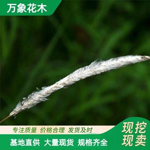 基地出售白茅苗木 庭院小区观赏植物苗木 园林公园绿化工程苗 厂家批发直销