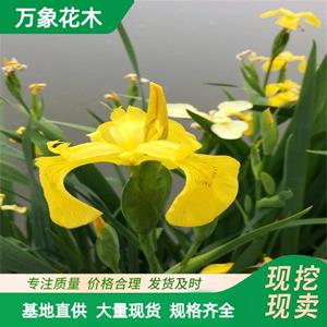 基地出售 水生花卉植物 黄菖蒲 黄花鸢尾 池塘绿化造景 水体绿化