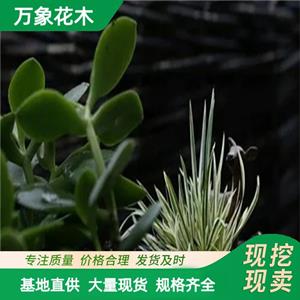 万象花木 花叶菖蒲 叶片挺拔 湿润 耐寒 室内盆栽观赏