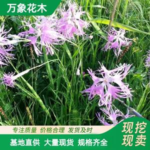 万象花木 瞿麦 多年生草本植物 风景园林 庭院绿化 厂家批发直销