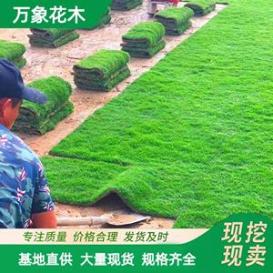 万象花木果岭草草坪草皮四季常青耐践踏养护简单