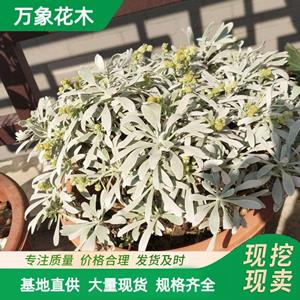 万象花木芙蓉菊小苗花卉种植公园广场布置绿化环境