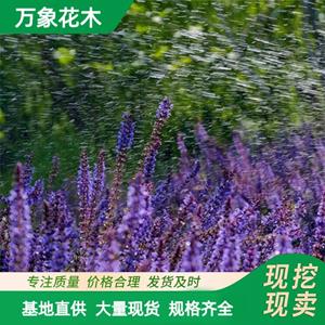 萬象花木林蔭鼠尾草庭院花卉小區草坪公園風景河邊布置
