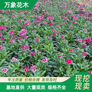 万象花木出售常夏石竹 叶形优美 花色艳丽 高速公路路坡绿化