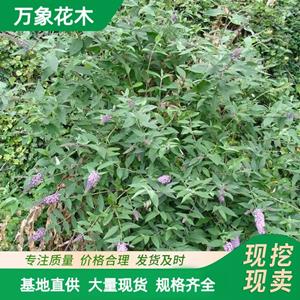 万象花木 醉鱼草 适应性强 滞尘能力好 公园观赏植物 厂家批发直销