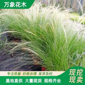 万象花木细茎针茅墨西哥羽毛草护坡绿化公园行道植载