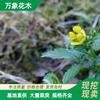 万象花木委陵菜 护坡耐寒旱宿根花卉 园林庭院公园小区绿化