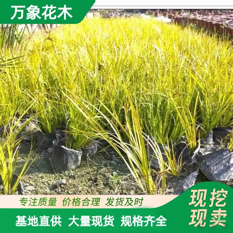 万象花木出售 金线石菖蒲 根系发达 多年生草本植物 厂家批发直销