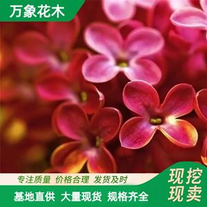 基地出售红丁香苗 花色芳香抗病虫能力强 城市行道树庭院景观树