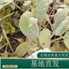 苗圃出售绵毛水苏 庭院盆栽室内种植观赏苗园林地被工程苗 基地批发价格