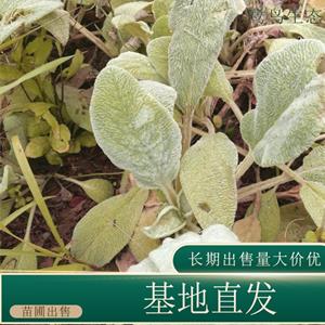 苗圃出售绵毛水苏 庭院盆栽室内种植观赏苗园林地被工程苗