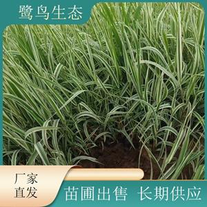 苗圃出售 新品奶油红玉带草 水生草本植物 湿地公园绿化 基地批发价格