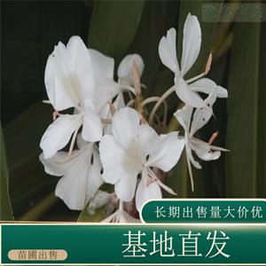 苗圃出售姜花 花量大庭院别墅盆栽种植观赏花卉 基地批发价格