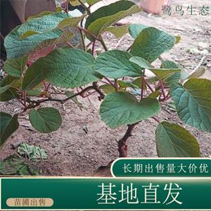 苗圃出售猕猴桃 庭院别墅棚架种植绿化 果园观果工程苗