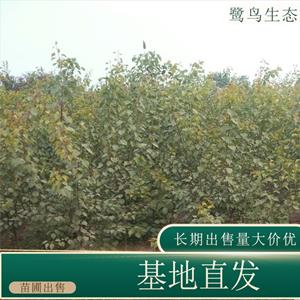 苗圃出售杏树 庭院别墅风景行道树园林绿化苗木 基地批发价格