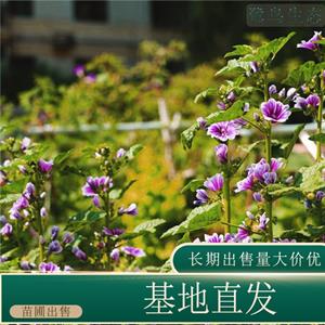 苗圃出售锦葵 花坛种植观赏花卉花镜切花材料 基地批发价格