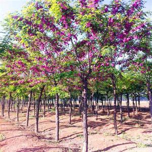 苗圃出售香花槐 小区种植风景行道树公园绿化造景工程苗 基地批发价格