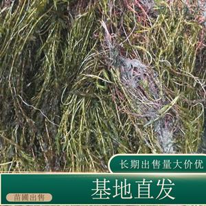 苗圃出售 伊乐藻 湿地河道公园池塘污水净化工程 基地批发价格
