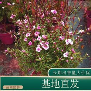 苗圃出售松红梅 多色绿植花卉盆栽阳台客厅窗台庭院种植观赏