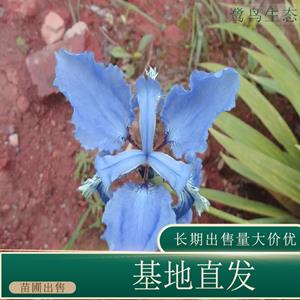 苗圃出售紫花鸢尾 花坛种植观赏园林地被绿化工程苗 基地批发价格