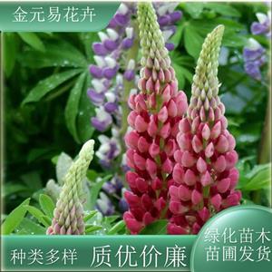 苗圃出售羽扇豆 园林观赏 花坛花境丛植 城市公园绿化