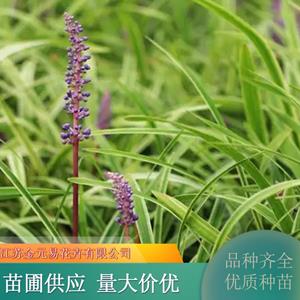 金边麦冬 观赏类草花 庭院小区市政道路绿化工程种植 加仑盆苗双色盆苗