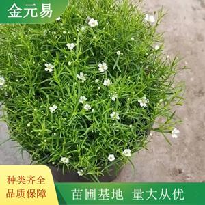 满天星 庭院阳台盆栽观赏花卉 鲜切花材料 花镜栽植苗