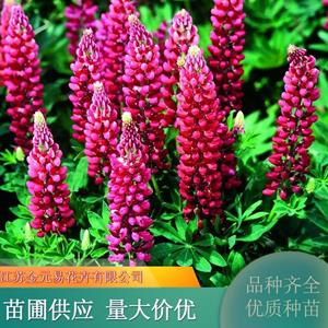 羽扇豆 花坛花境丛植 城市公园绿化 货源充足 颜色*