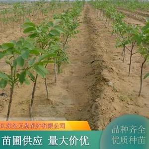 核桃苗 文玩 绿化树 庭院小区种植苗 果园栽培树 规格* 加仑盆苗双色盆苗