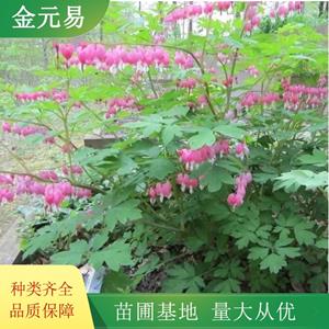 荷包牡丹 花镜花坛观赏苗 规格全 园林景观栽植苗 加仑盆苗双色盆苗
