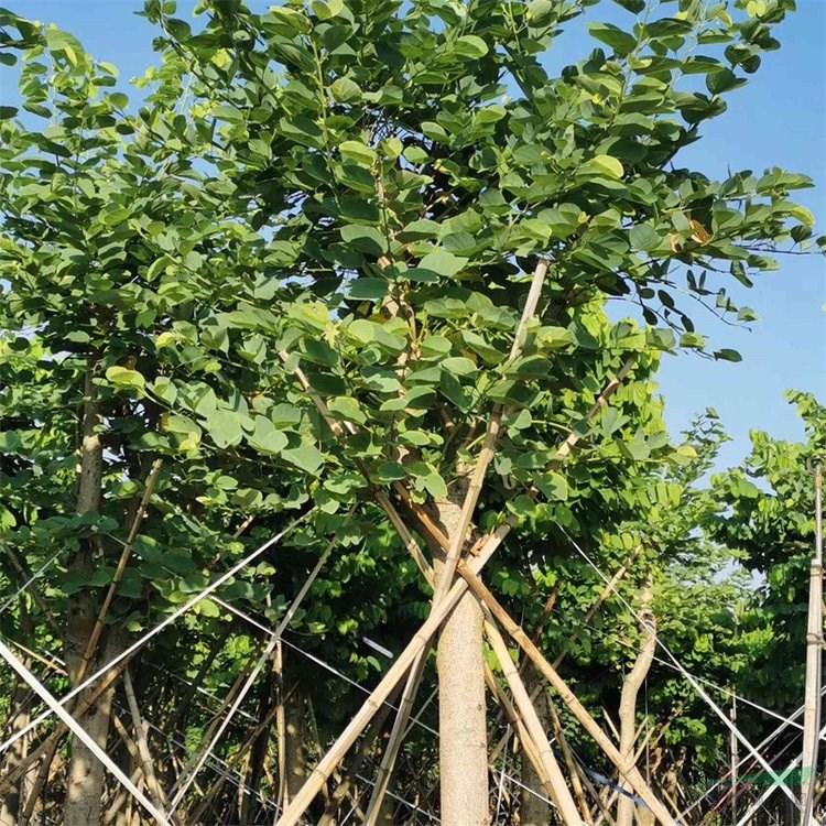红花羊蹄甲 园林景区行道树 落叶乔木小区庭院公园观赏绿化 加仑盆苗双色盆苗
