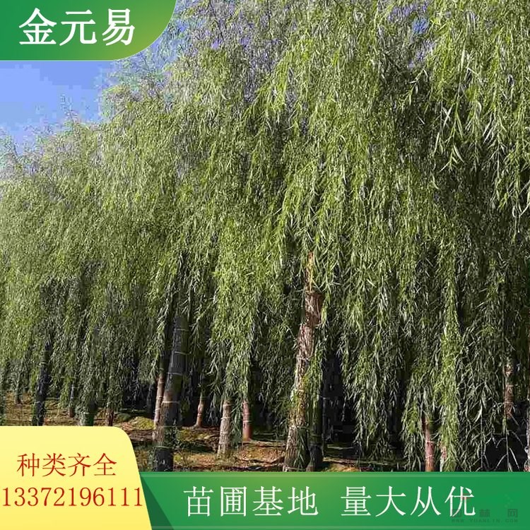 垂柳苗圃供应 河道绿化工程栽植苗木 公园景观栽植树 加仑盆苗双色盆苗